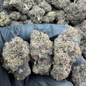 Blue Lobster strain