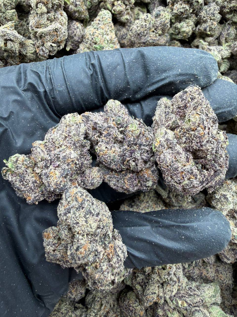 Candy Fumes strain