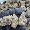Eye Candy Strain