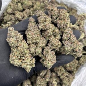 Hoock Strain
